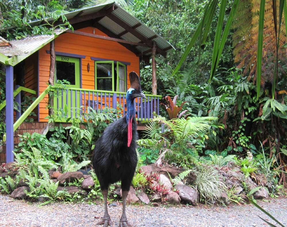 Rainforest Hideaway Cape Tribulation Extérieur photo